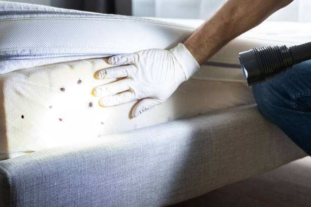 Best Local Pest Control Services  in Livermore, CA