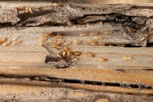 Best Commercial Pest Control Services  in Livermore, CA